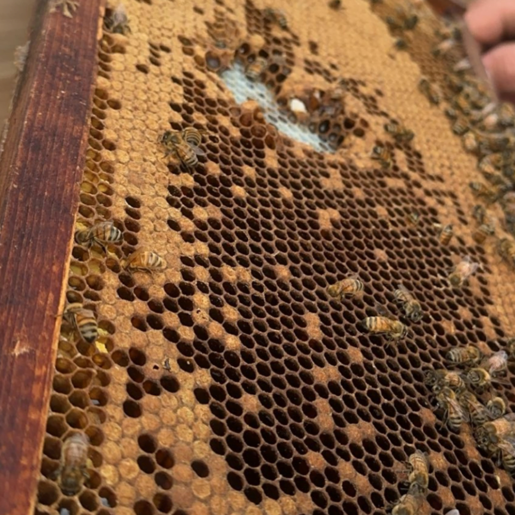 Honeybees working in their honeycomb.