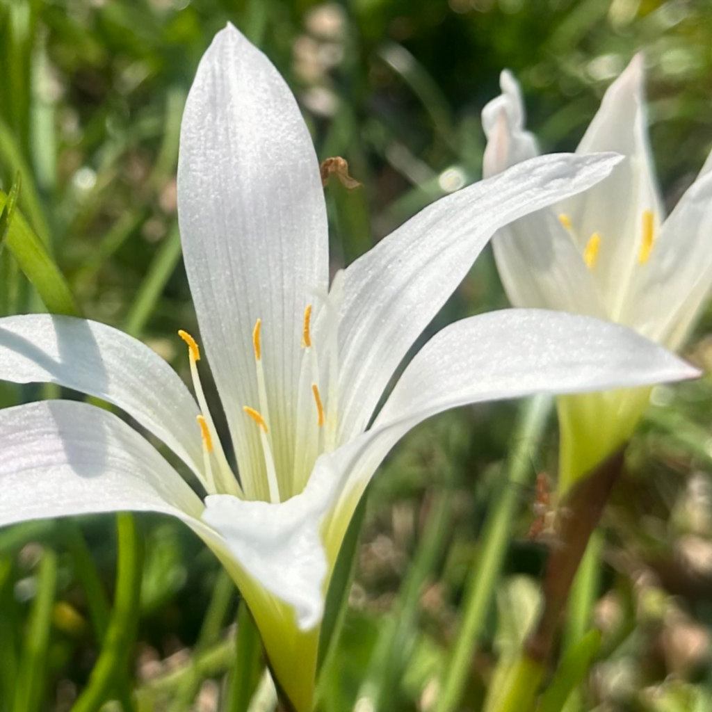 Zephyranthes Atamasco