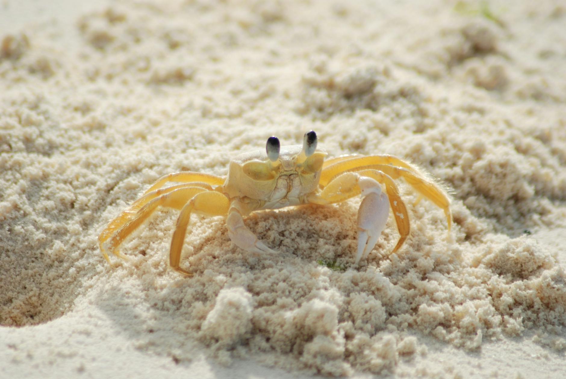 yellow and white crab on white sand beach during daytime