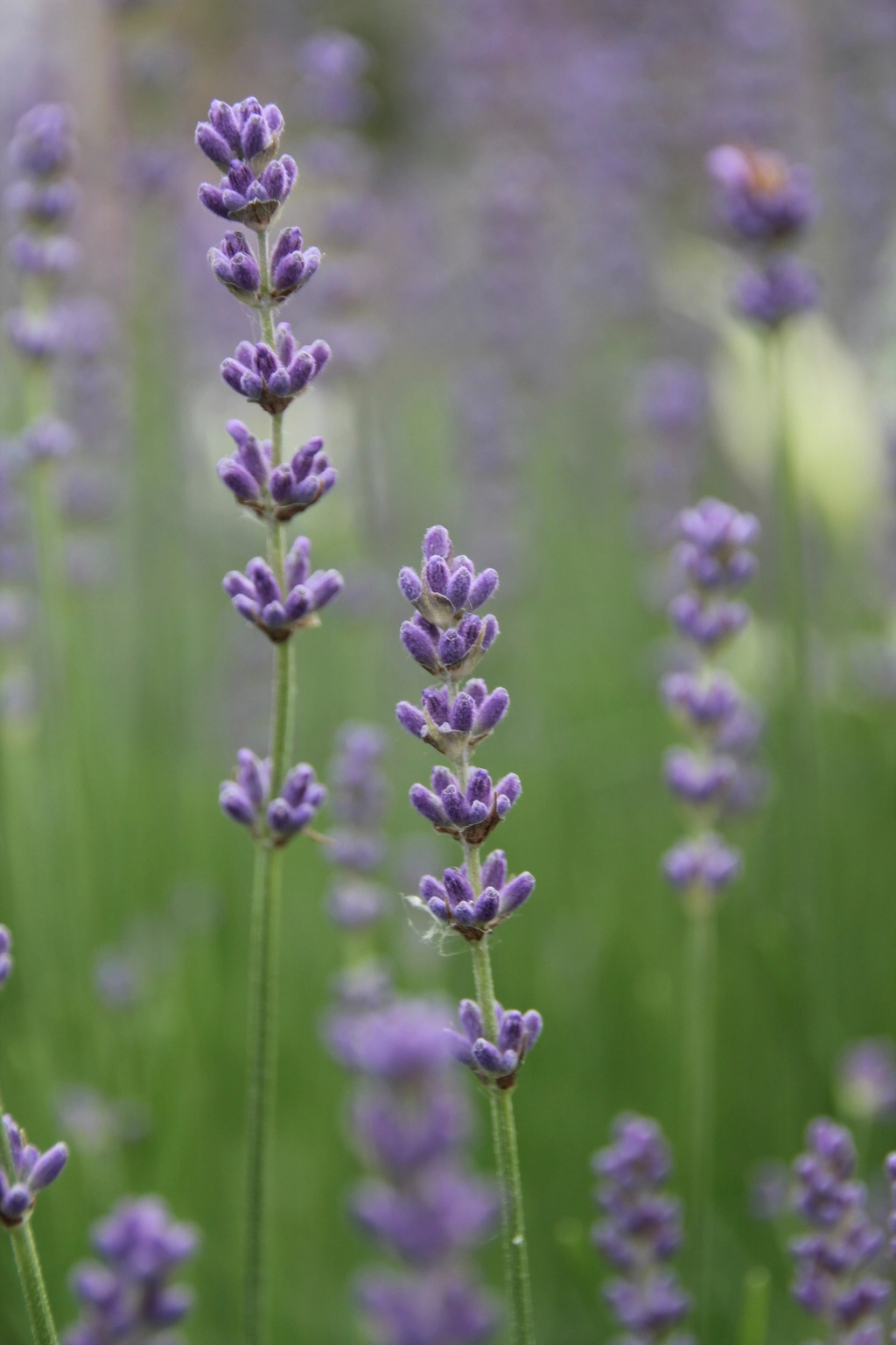 Lavender filed background