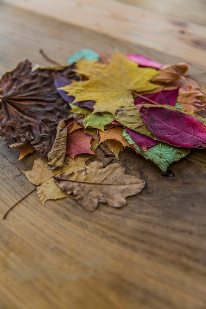 Colorful dried autumn foliage