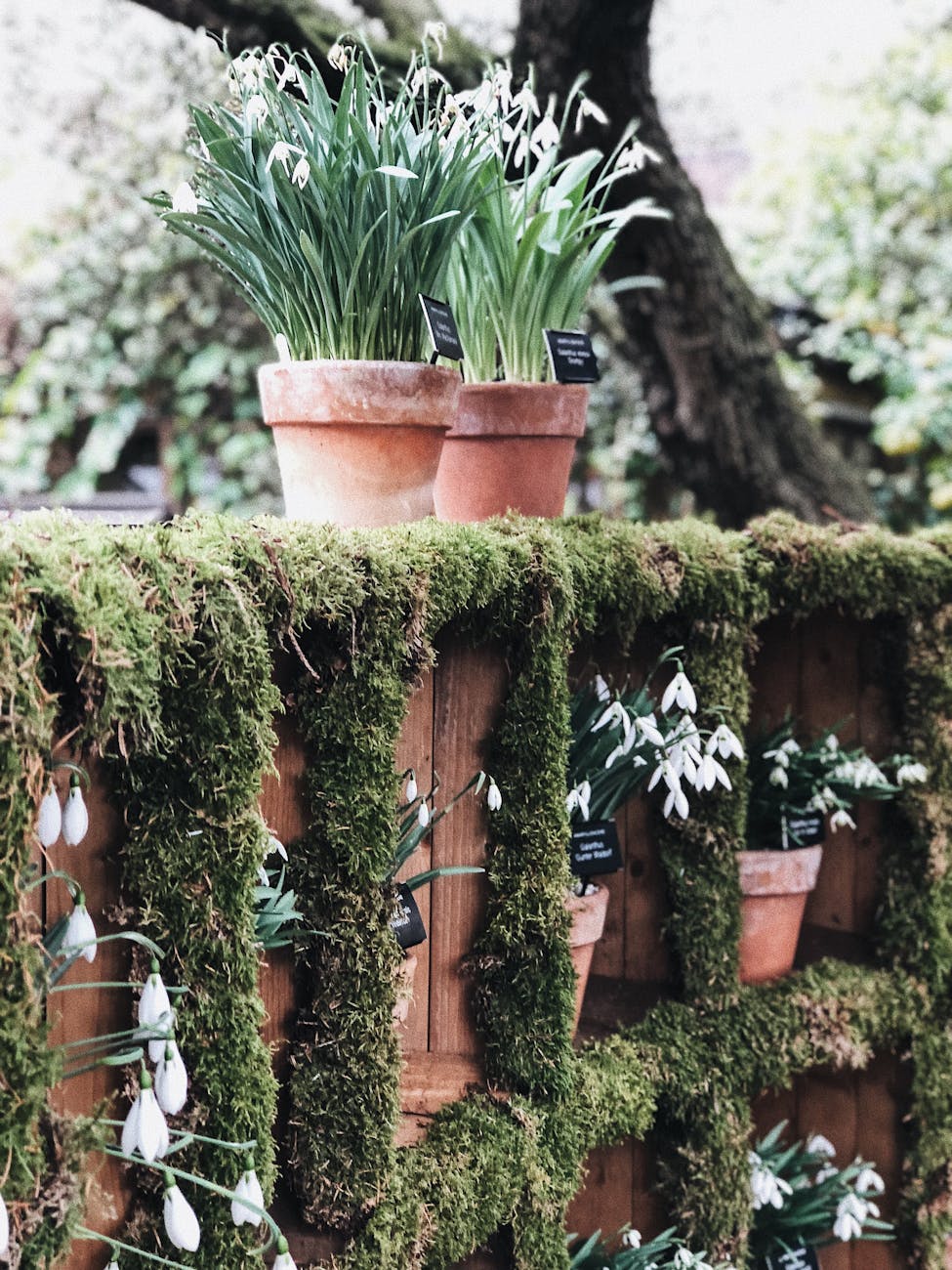 white snowdrop flowers