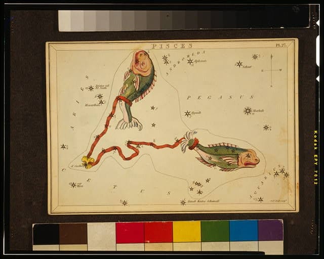 Pisces constellation with fishes tied together.