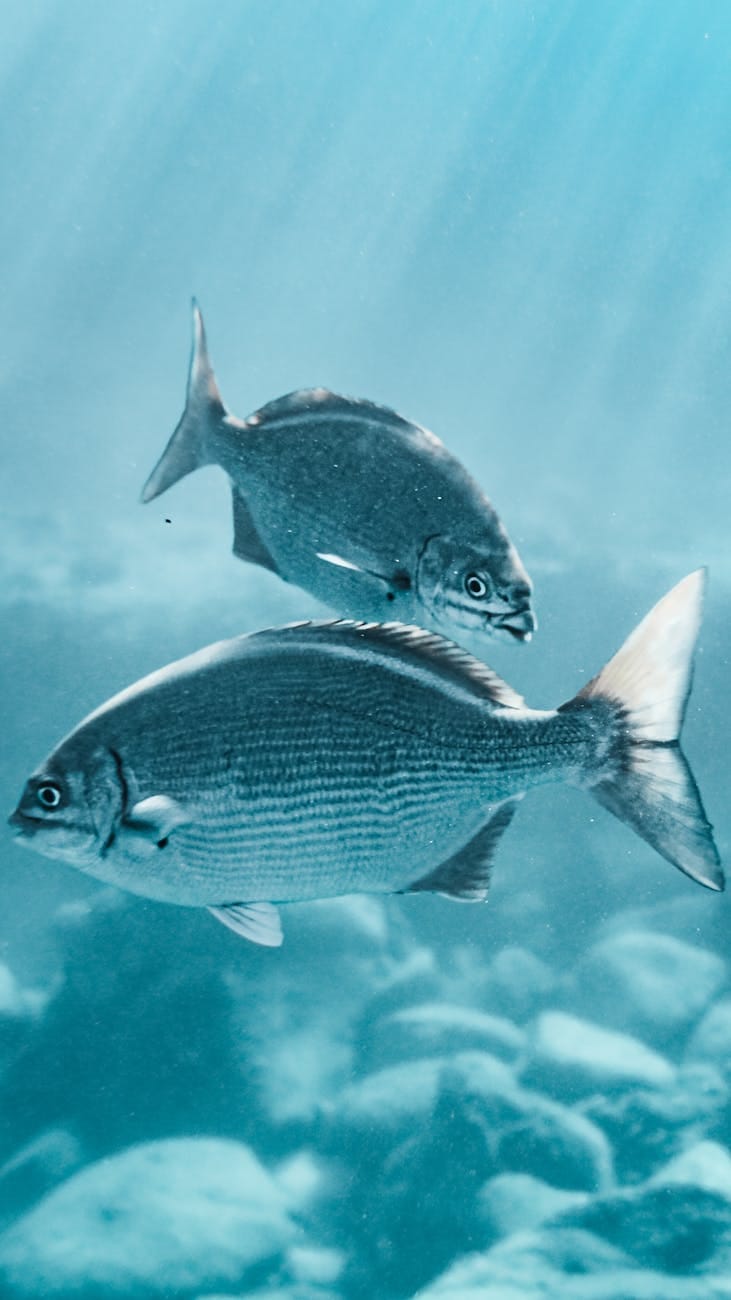 gray fish under water